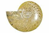 Polished Ammonite (Cleoniceras) Fossil - Madagascar #365083-1